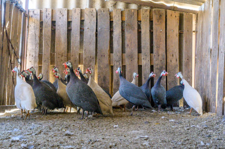 Group of guinea fowl hens in a barnの写真素材