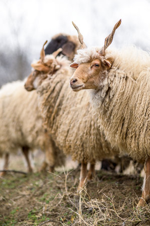 Hungarian Racka sheeps on the field during wintertimeの写真素材