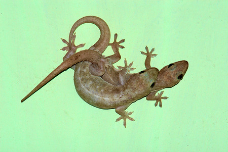 lizardの写真素材