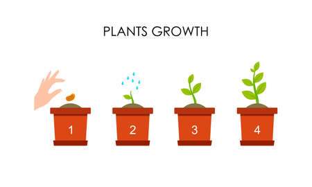 Plant growing stages. Timeline infographic of planting tree processのイラスト素材