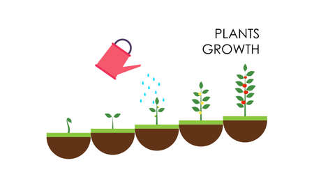 Plant growing stages. Timeline infographic of planting tree processのイラスト素材