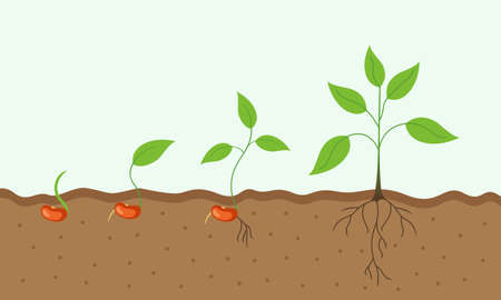 Plant growing stages. Timeline infographic of planting tree processのイラスト素材