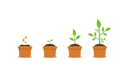 Plant growing stages. Timeline infographic of planting tree processのイラスト素材