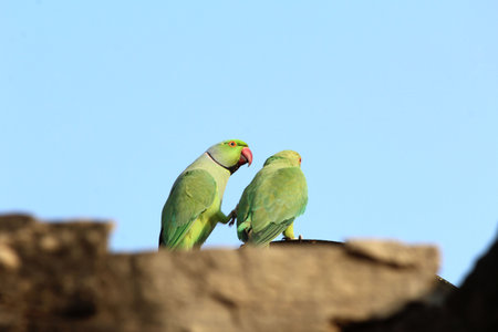 two green parrot sitting togather with love