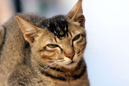 a cat looking something for eat