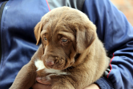 a cute puppy hold by a boy