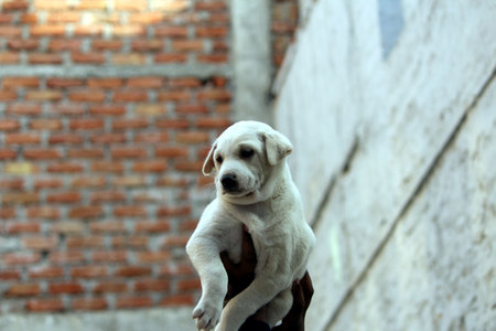 a cute puppy hold by a boyの写真素材