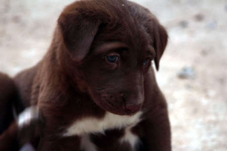 A CUTE PUPPY PLAYING ON THE GROUND