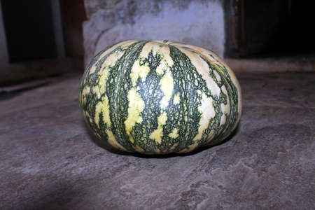 a big pumpkin isolated on stone backgroundの写真素材