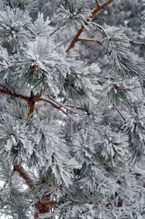 winterの写真素材