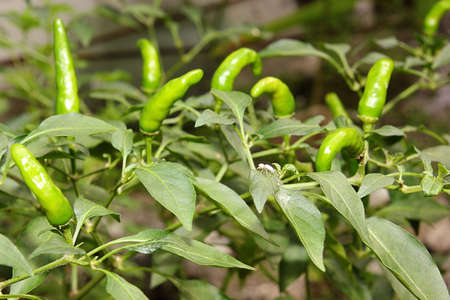 Green Spicy Chili