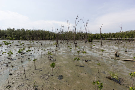 Mangrove forest, degenerative ginseng, Chonburi, Thailand
