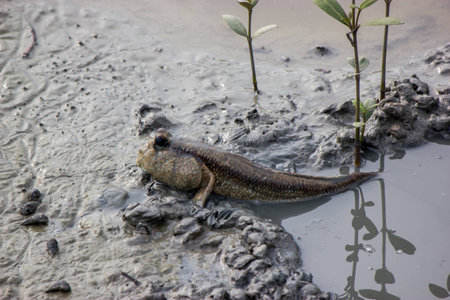 Mudspkipper,Fish, mangrove, algae, Chonburiの写真素材
