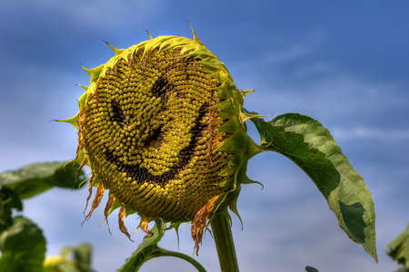 sunflower smileの写真素材