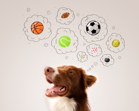 Cute brown and white border collie thinking about balls in a thought bubbles above his headの写真素材
