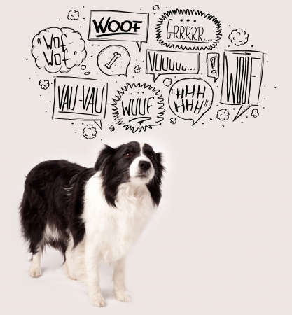 Cute black and white border collie with barking speech bubbles above her headの写真素材