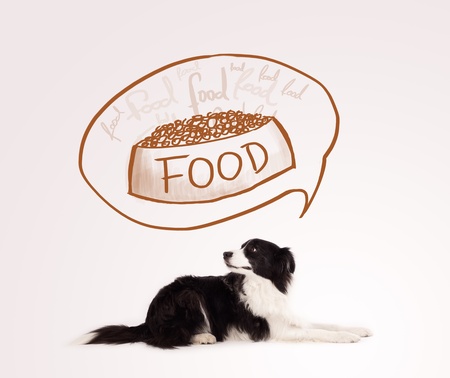 Cute black and white border collie thinking about a bowl of food in a thought bubble above her headの写真素材