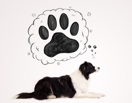 Cute black and white border collie thinking about a paw in a thought bubble above her headの写真素材