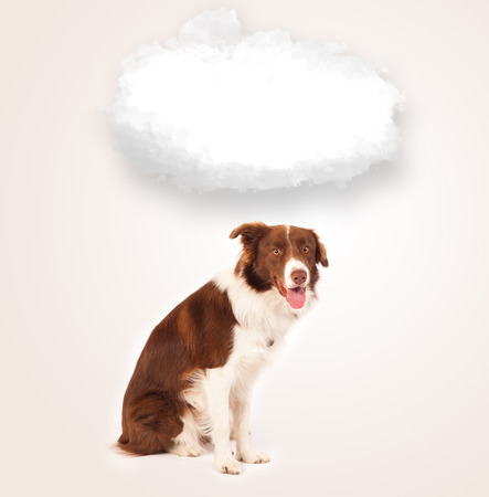 Cute brown and white border collie with empty cloud above his headの写真素材