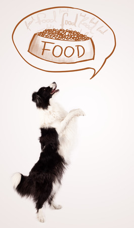 Cute black and white border collie thinking about a bowl of food in a thought bubble above her headの写真素材