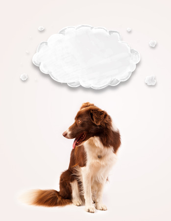 Cute brown and white border collie with empty cloud above his headの写真素材