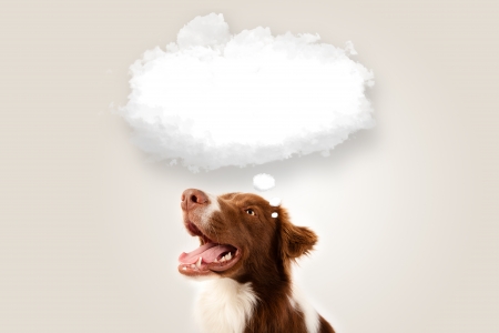 Cute brown and white border collie with empty cloud above his headの写真素材