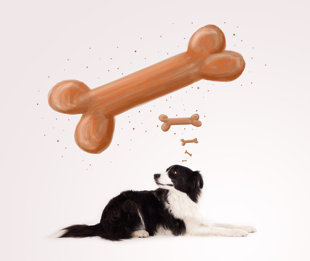 Cute black and white border collie lying and dreaming about a bone above her headの写真素材