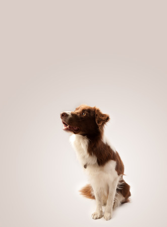 Cute brown and white border collie with empty spaceの写真素材