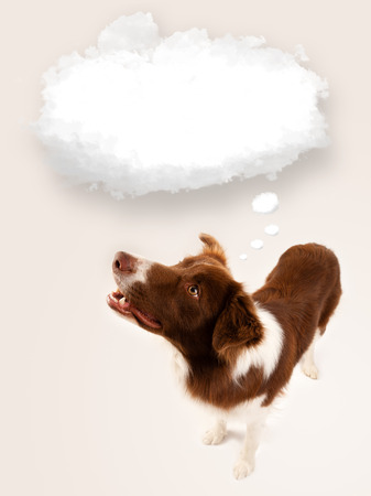 Cute brown and white border collie with empty cloud above his headの写真素材