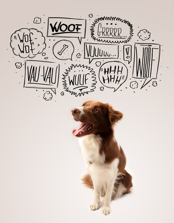 Cute brown and white border collie with barking speech bubbles above his headの写真素材