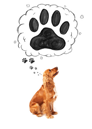 Cute cocker spaniel thinking about a paw in a thought bubble above her headの写真素材