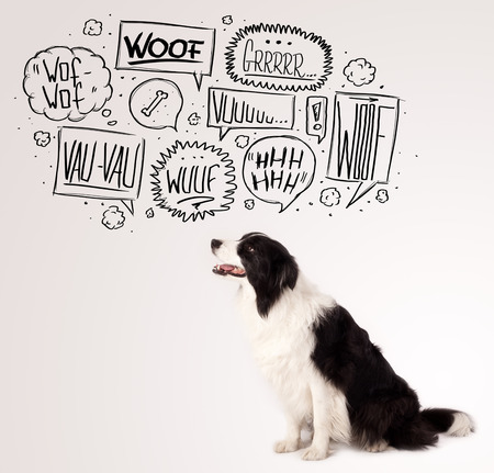 Cute black and white border collie with barking speech bubbles above her headの写真素材