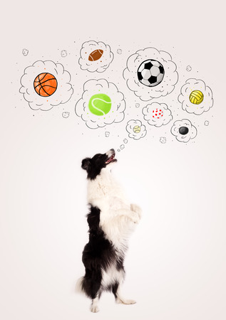 Cute black and white border collie thinking about balls in a thought bubbles above her headの写真素材
