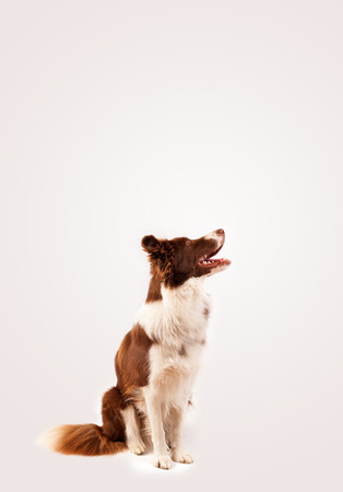 Cute brown and white border collie with empty spaceの写真素材