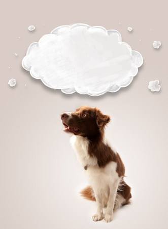 Cute brown and white border collie with empty cloud above his headの写真素材
