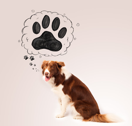 Cute brown and white border collie thinking about a paw in a thought bubble above his headの写真素材