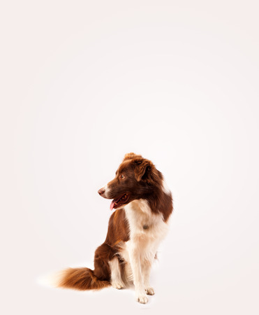 Cute brown and white border collie with empty spaceの写真素材