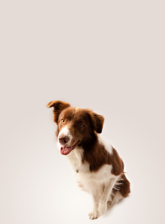 Cute brown and white border collie with empty spaceの写真素材