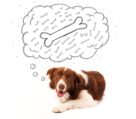 Cute brown and white border collie lying and dreaming about a bone in a thought bubbleの写真素材