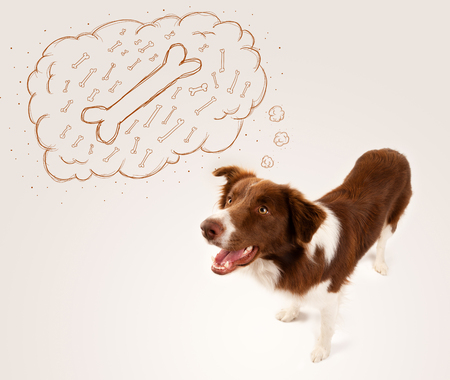 Cute brown and white border collie dreaming about a bone in a thought bubbleの写真素材