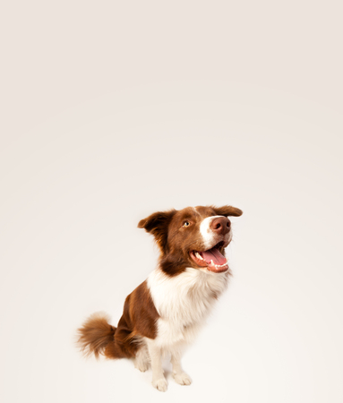Cute brown and white border collie with empty spaceの写真素材