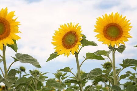 Sunflowers plant over cloudy sky.の写真素材