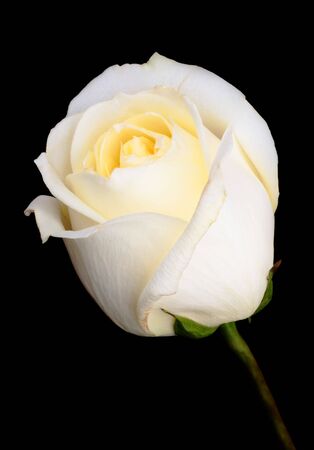 One white rose isolated on a black backgroundの写真素材