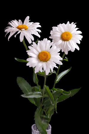 Three large daisy isolated on a black backgroundの写真素材