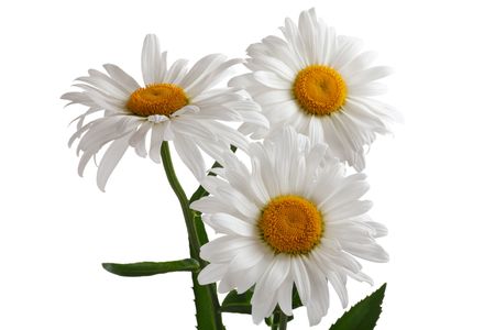 Three large daisy isolated on a white backgroundの写真素材