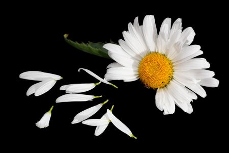 He Loves Me, reading the daisy. Isolated black backgroundの写真素材
