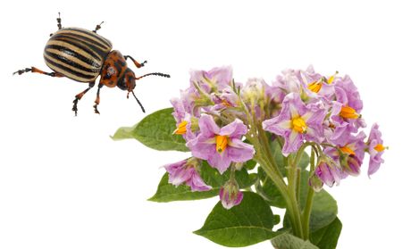 Flowering potato and Colorado Beetle Isolated on white backgroundの写真素材
