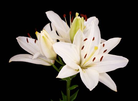 Close up  white Easter Lilies(Lilium longiflorum) isolated against a black background の写真素材