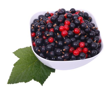Currant black and red. Isolated on a white backgroundの写真素材