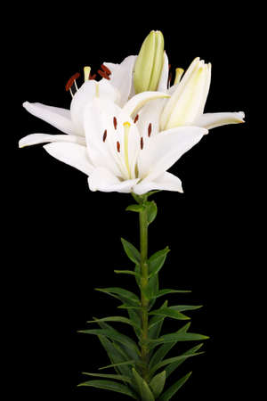 White Easter Lilies (Lilium longiflorum) isolated against a black background 	の写真素材
